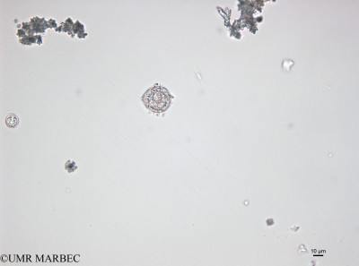 phyto/Bizerte/bizerte_bay/RISCO April 2014/Protoperidinium pellucidum (old Proto sp19-141218_001_ovl-5)(copy)_thumb.jpg